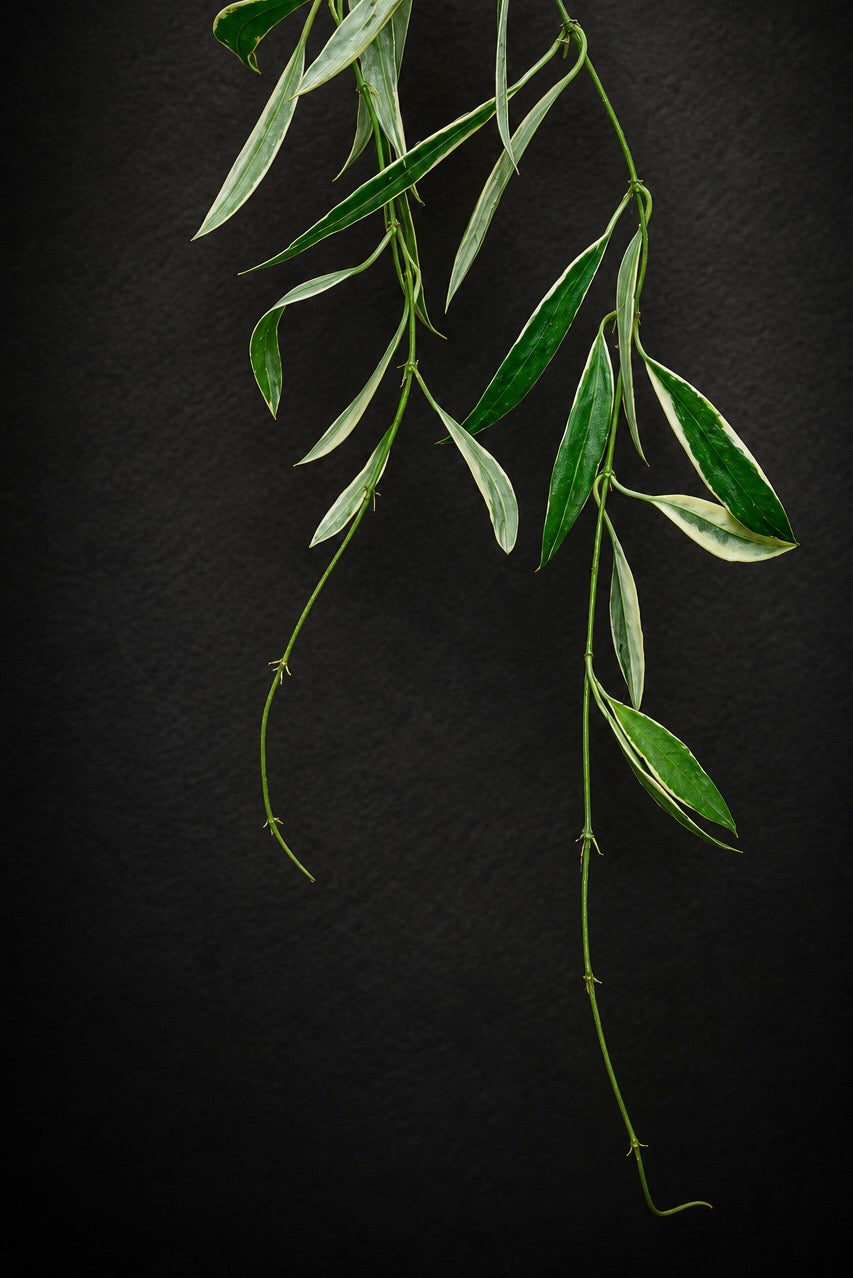 Hoya Tsangii Albomarginata - 5 cm potte