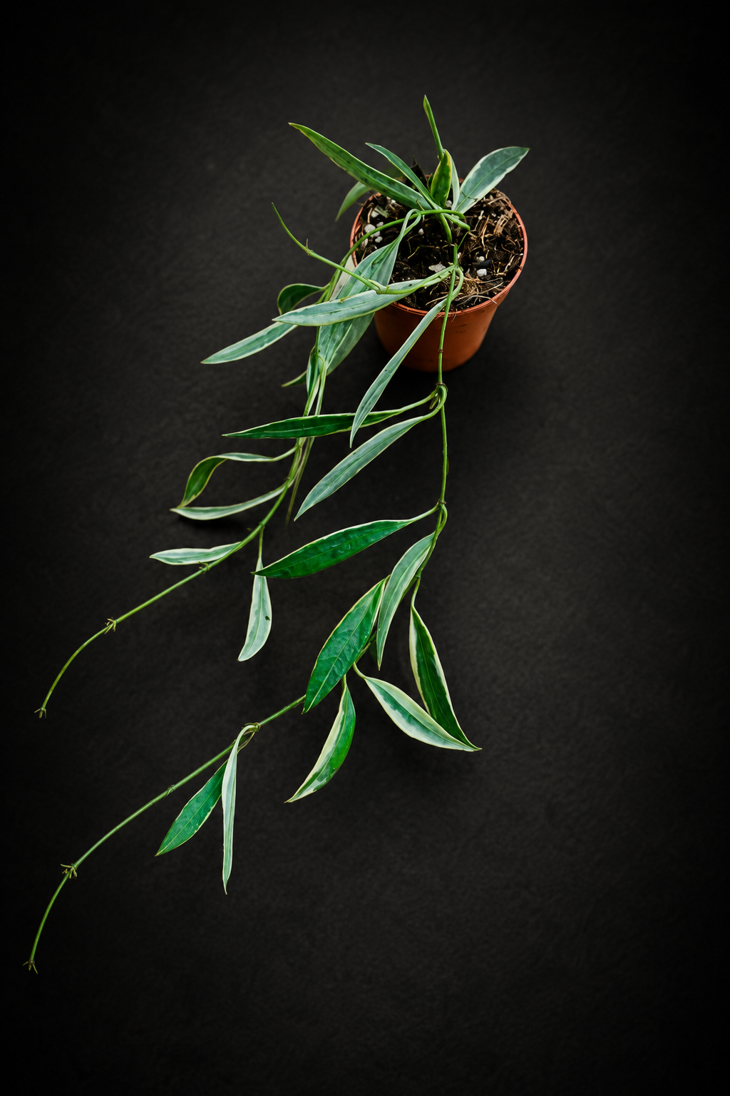 Hoya Tsangii Albomarginata - 5 cm potte