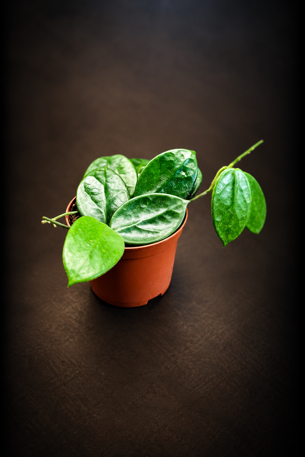 Hoya Vangviengiensis