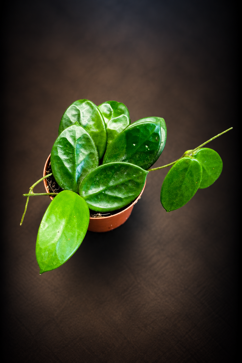 Hoya Vangviengiensis