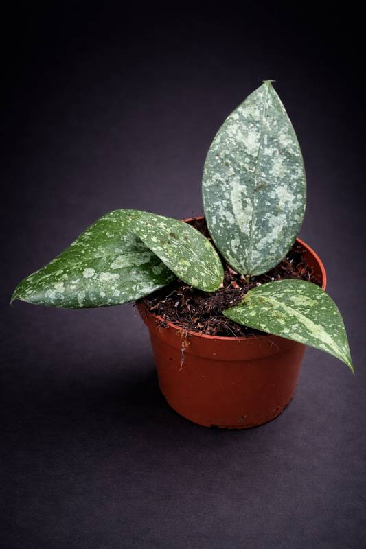 Hoya Verticillata Nganjuk