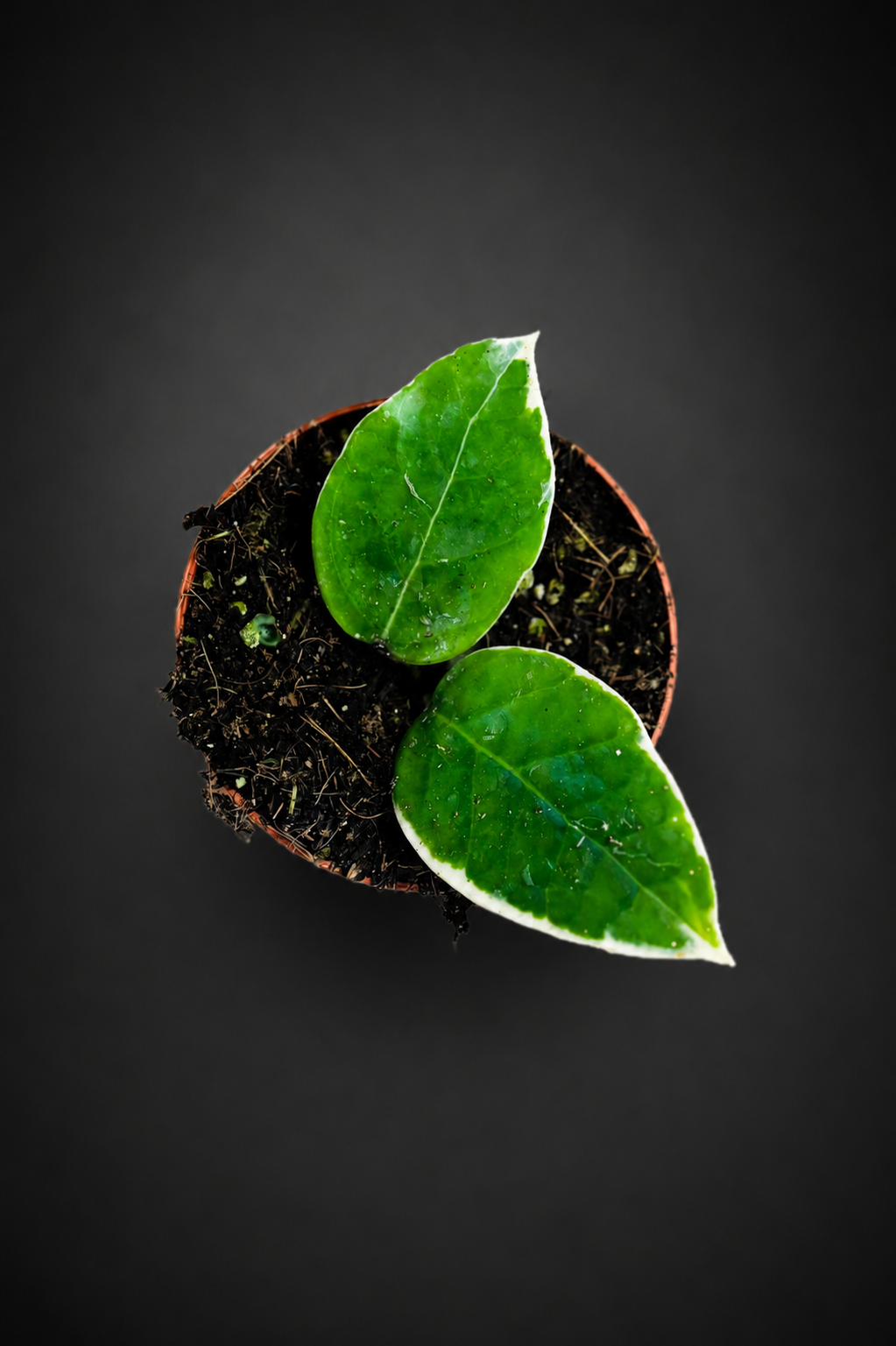 Hoya Verticillata Panglay Variegata