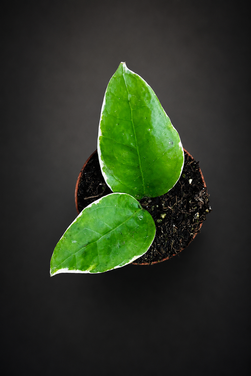 Hoya Verticillata Panglay Variegata