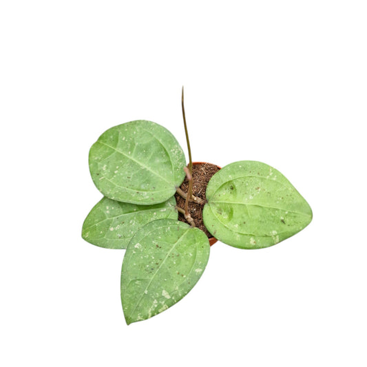 Hoya Verticillata Tanggamus Splash