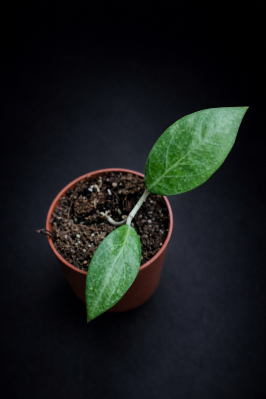 Hoya Verticillata "Wayang Splash"