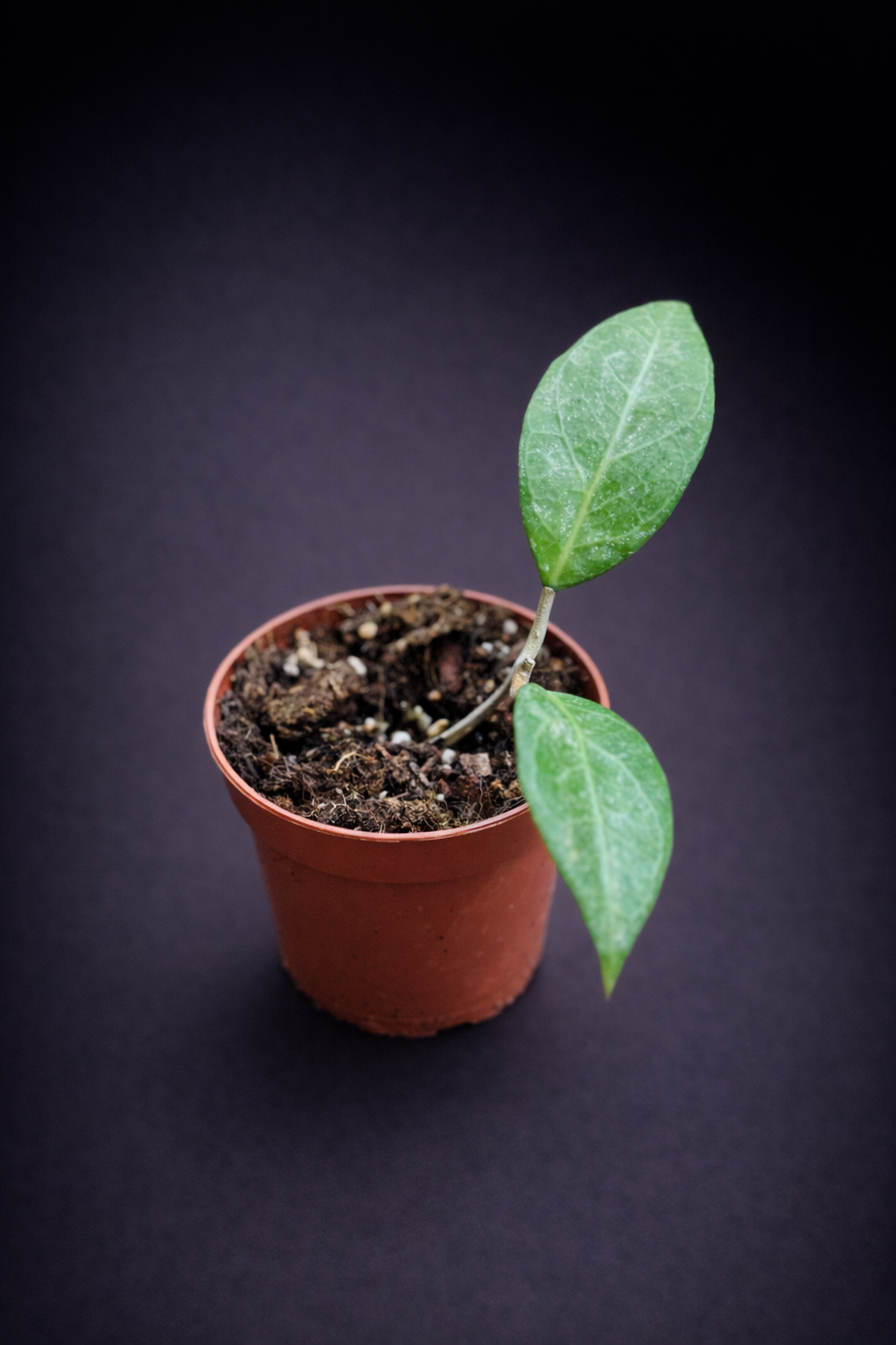 Hoya Verticillata "Wayang Splash"