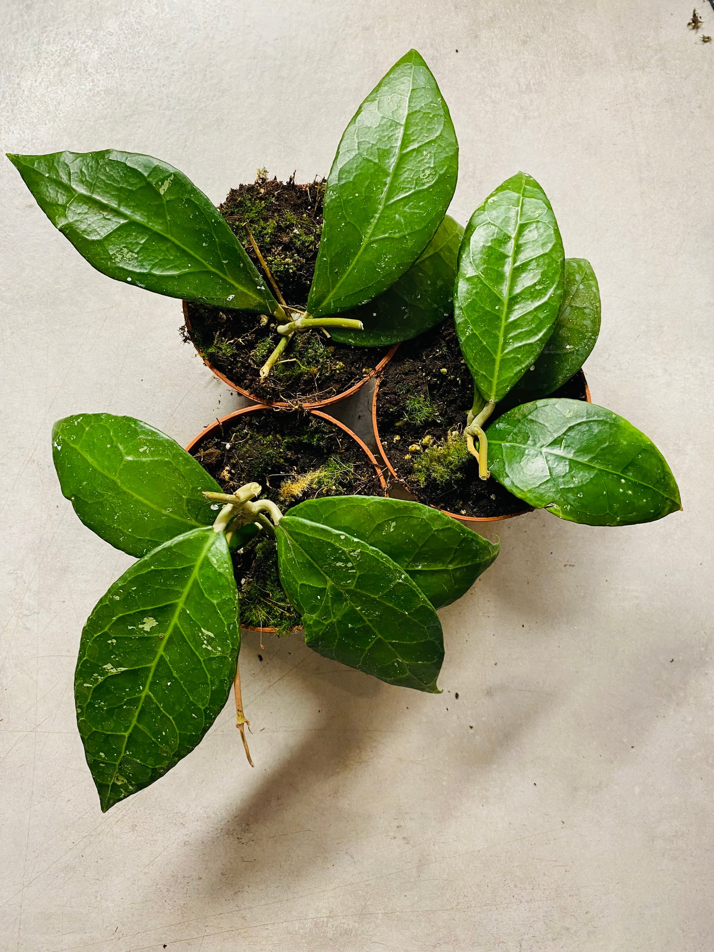 Hoya Verticillata sp. Lampung