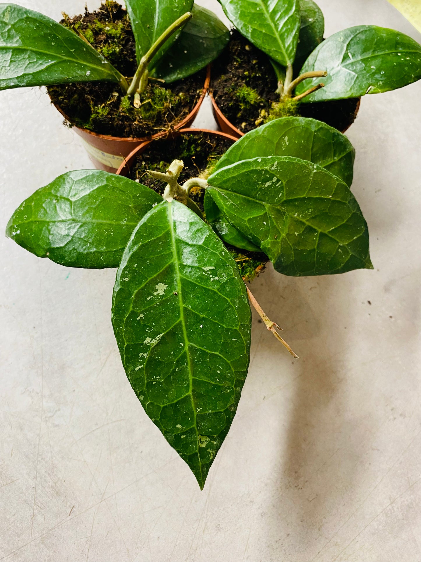 Hoya Verticillata sp. Lampung