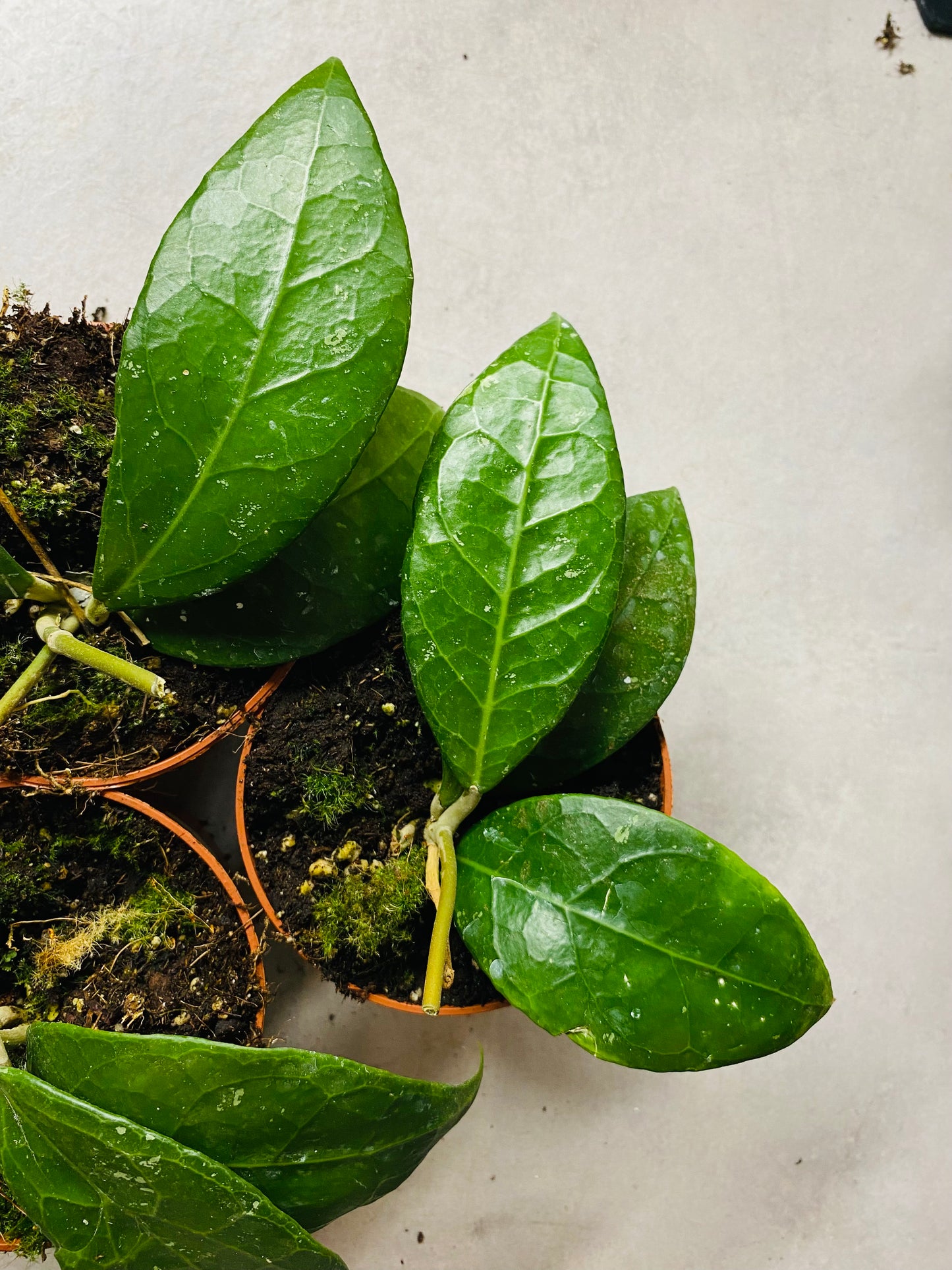 Hoya Verticillata sp. Lampung