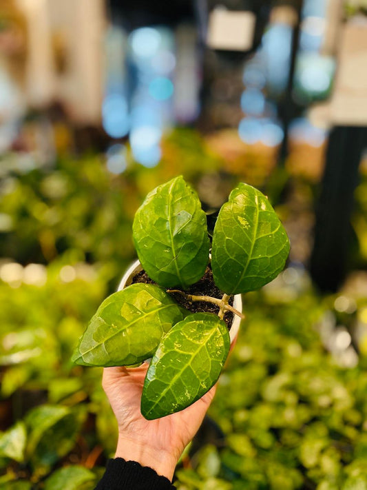 Hoya Verticillata sp. Lampung med store, grønne, teksturerte blader, perfekt for innendørs dekorasjon.