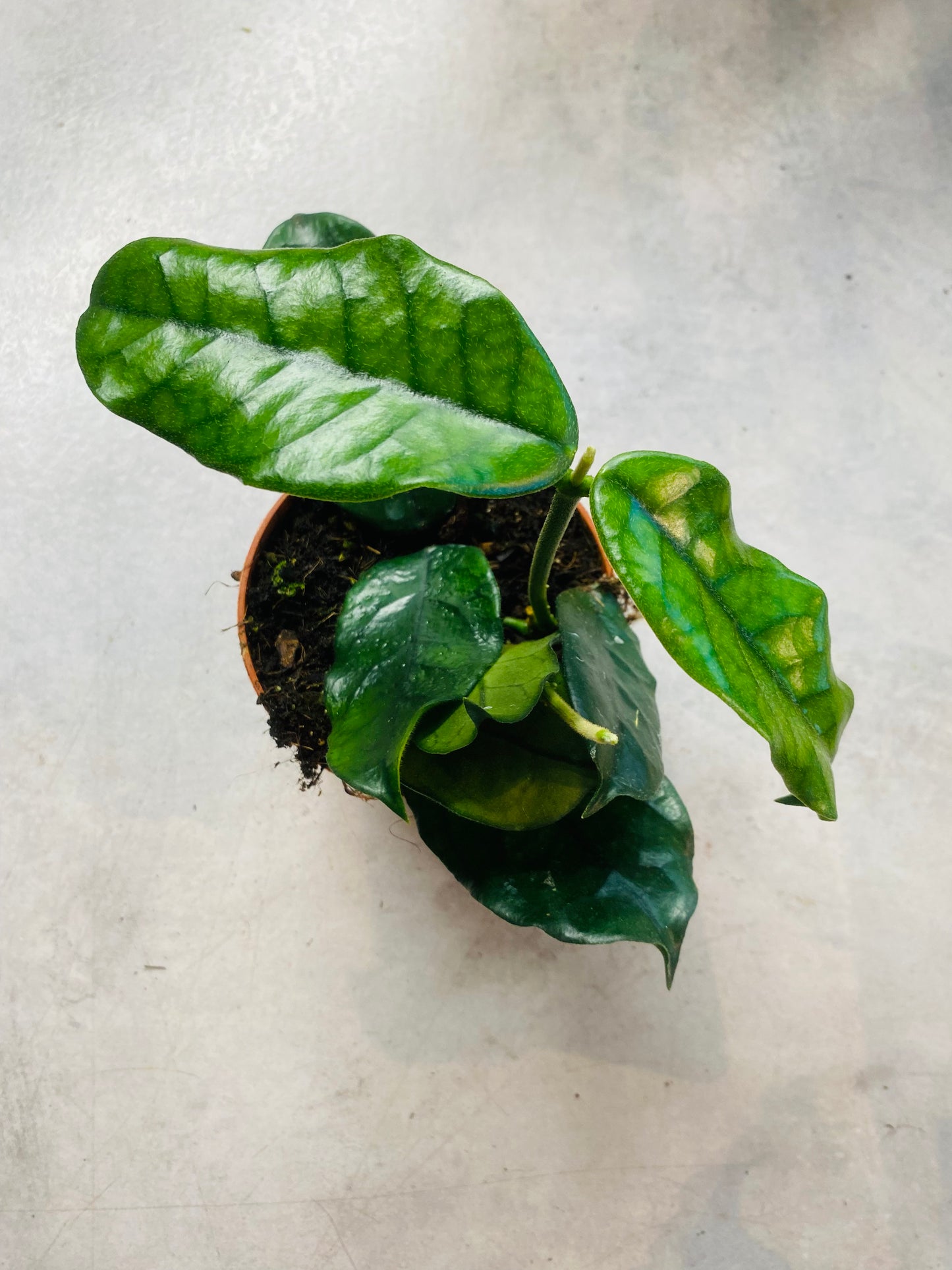 Hoya Villosa