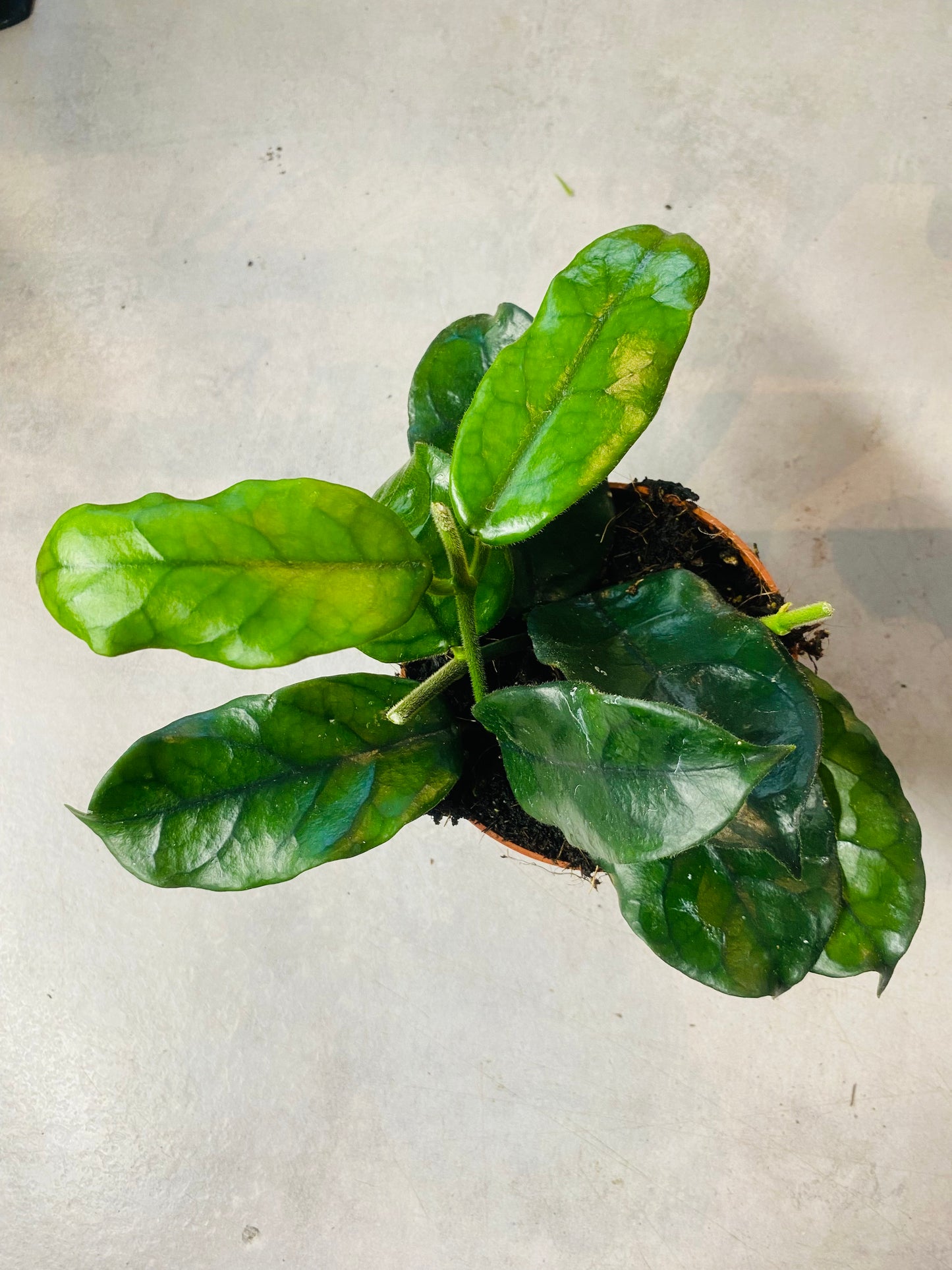 Hoya Villosa