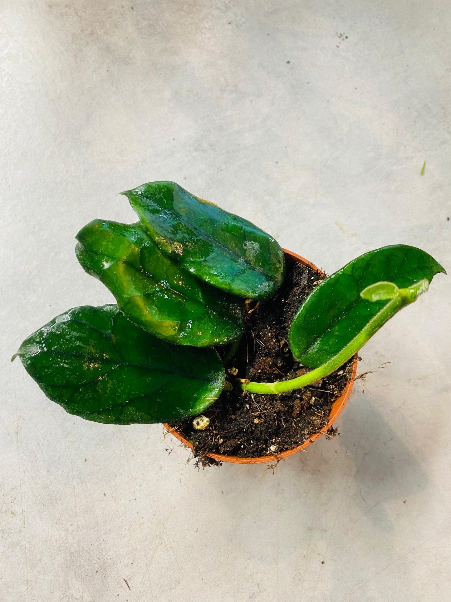 Hoya Villosa