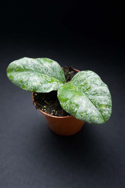 Hoya Waymaniae Kapuas Cloudy Sky