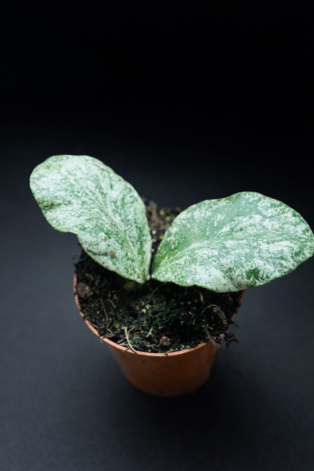 Hoya Waymaniae Kapuas Cloudy Sky