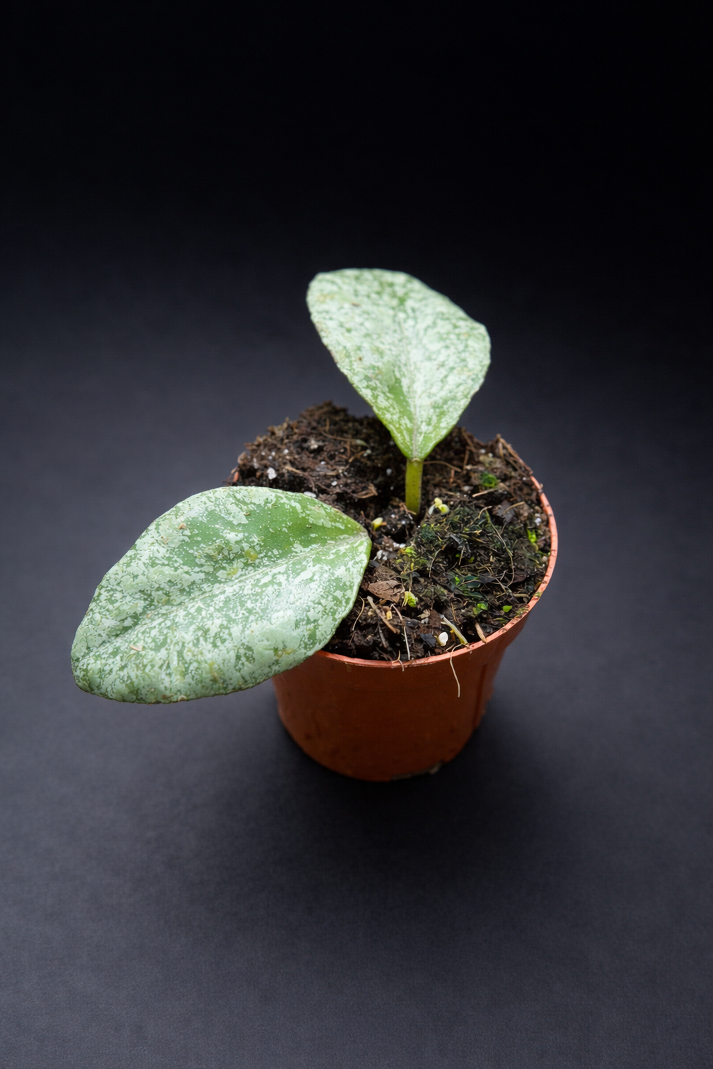 Hoya Waymaniae Kapuas Cloudy Sky