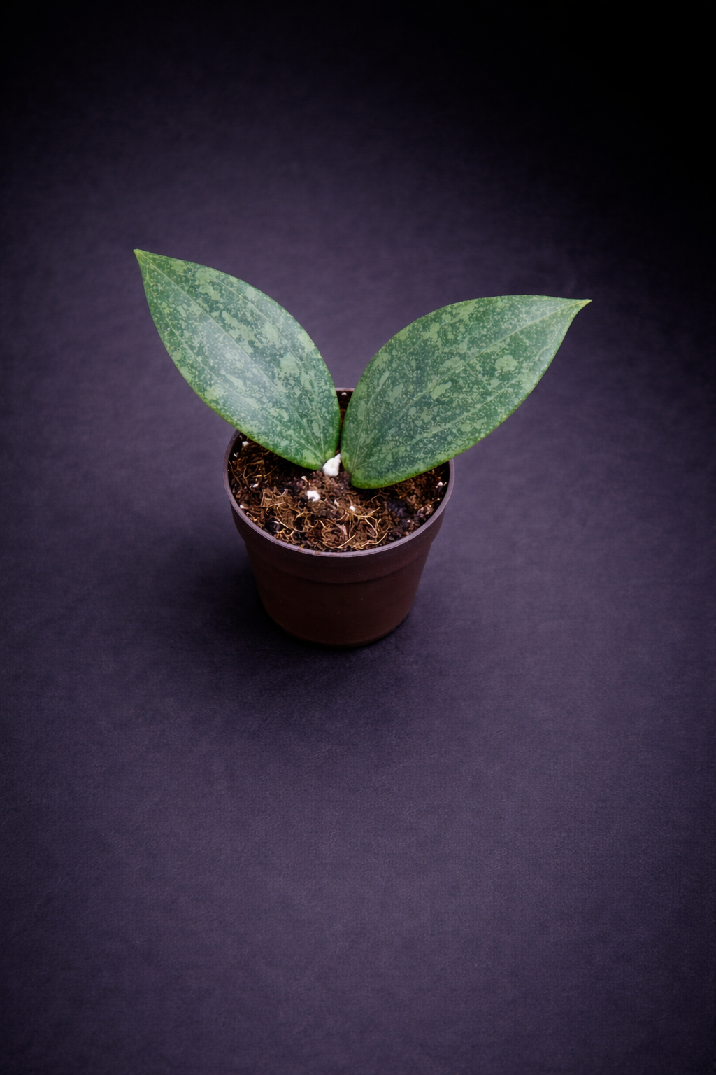 Hoya Wibergiae - 5 cm potte