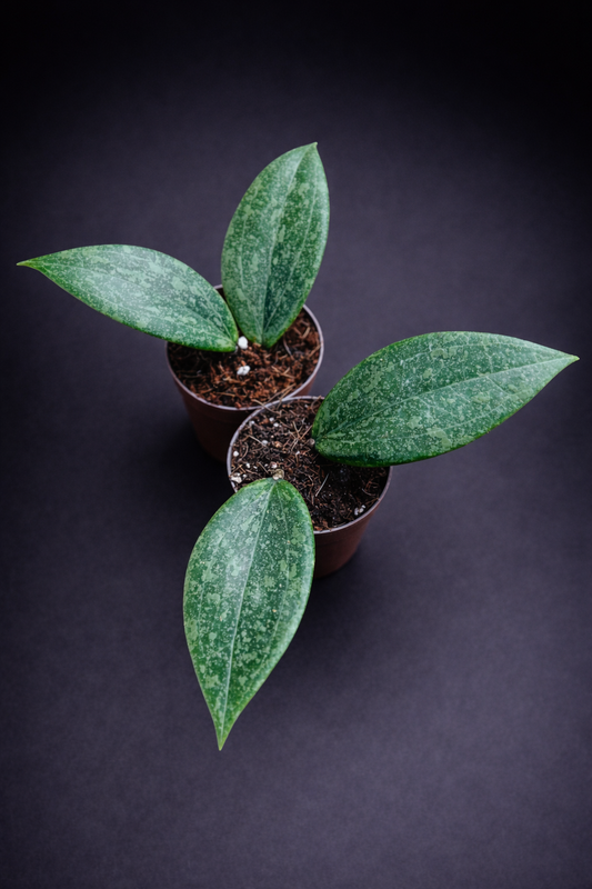 Hoya Wibergiae - 5 cm potte