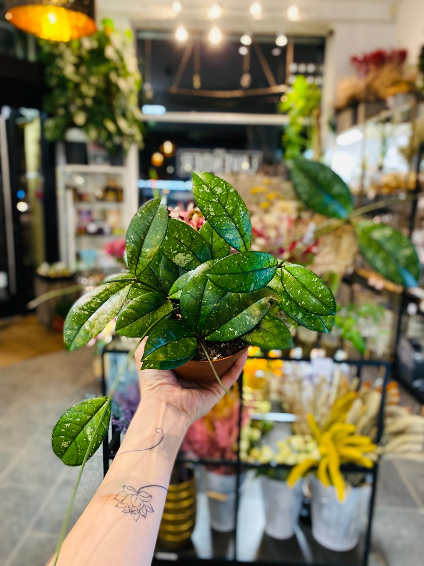 Hoya Crassipetiolata Splash - Round Form