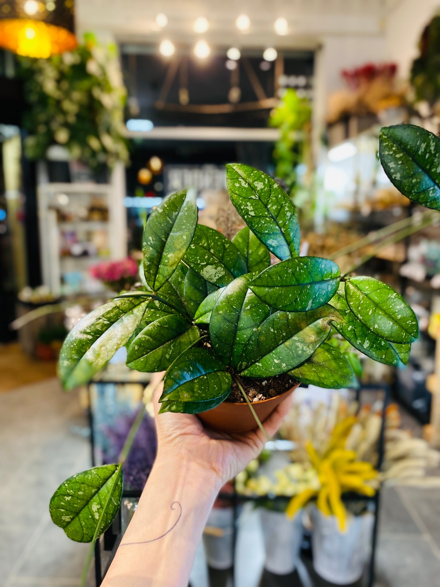 Hoya Crassipetiolata Splash - Round Form