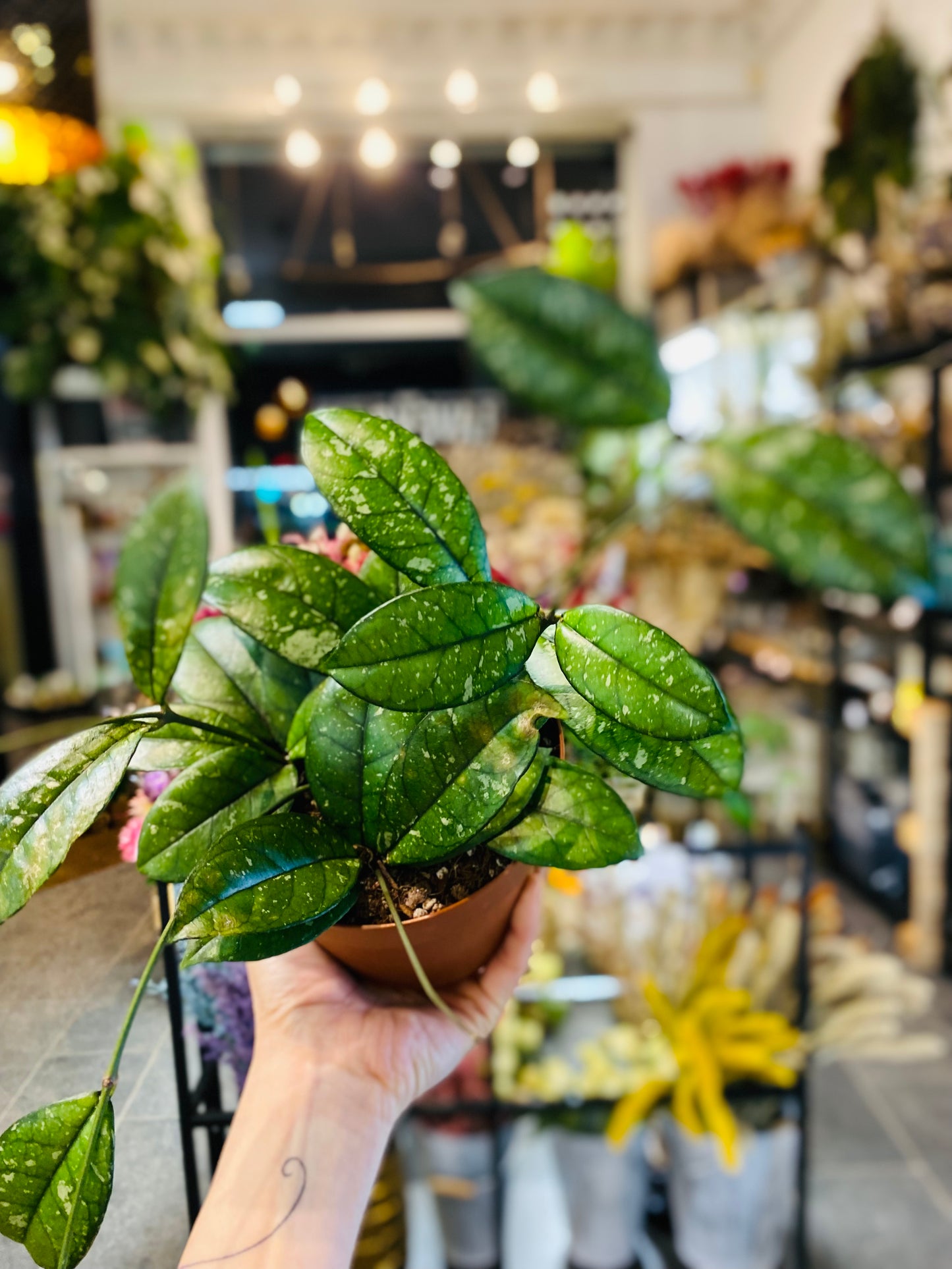 Hoya Crassipetiolata Splash - Round Form