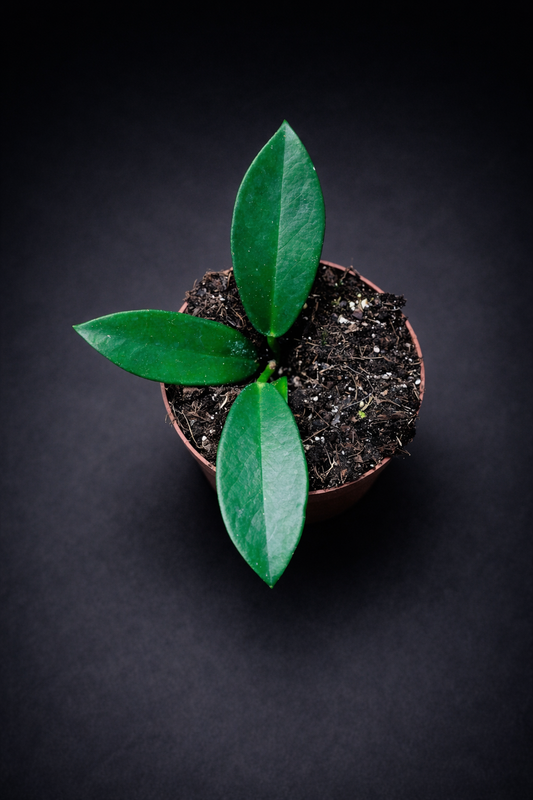 Hoya Pubicalyx Black Dragon