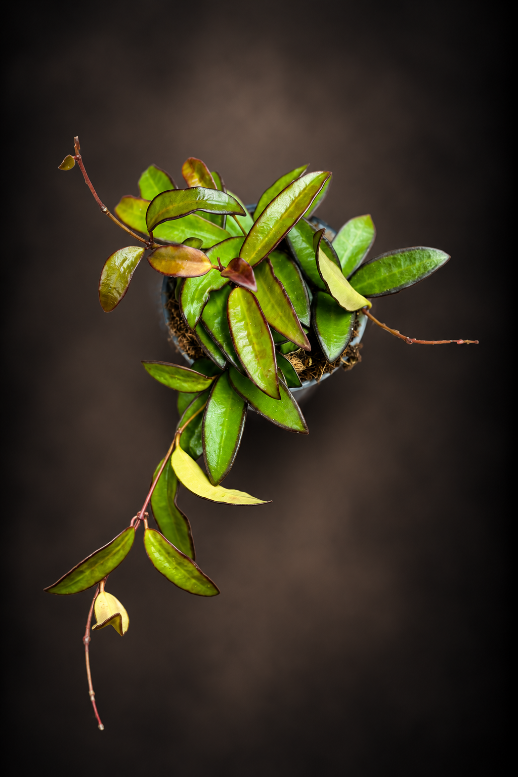Hoya Rosita