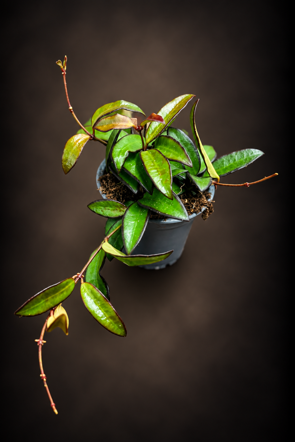 Hoya Rosita