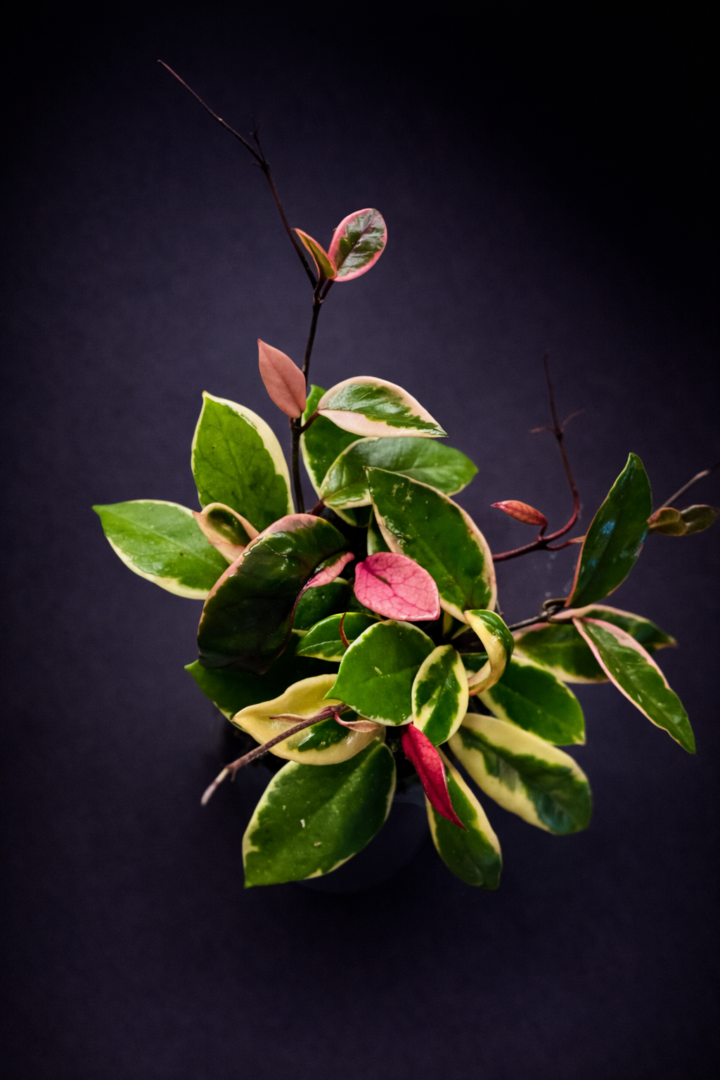 Hoya carnosa 'Purple Pride'