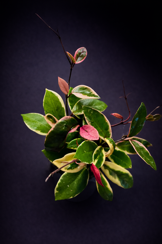 Hoya carnosa 'Purple Pride'