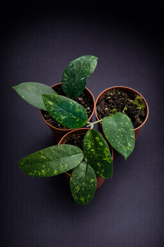 Hoya sp. Aceh Splash