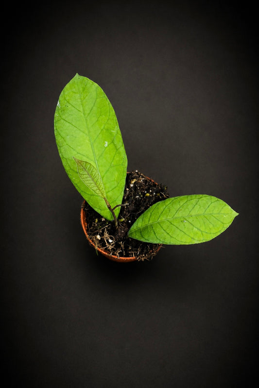 Hoya sp. Sabah