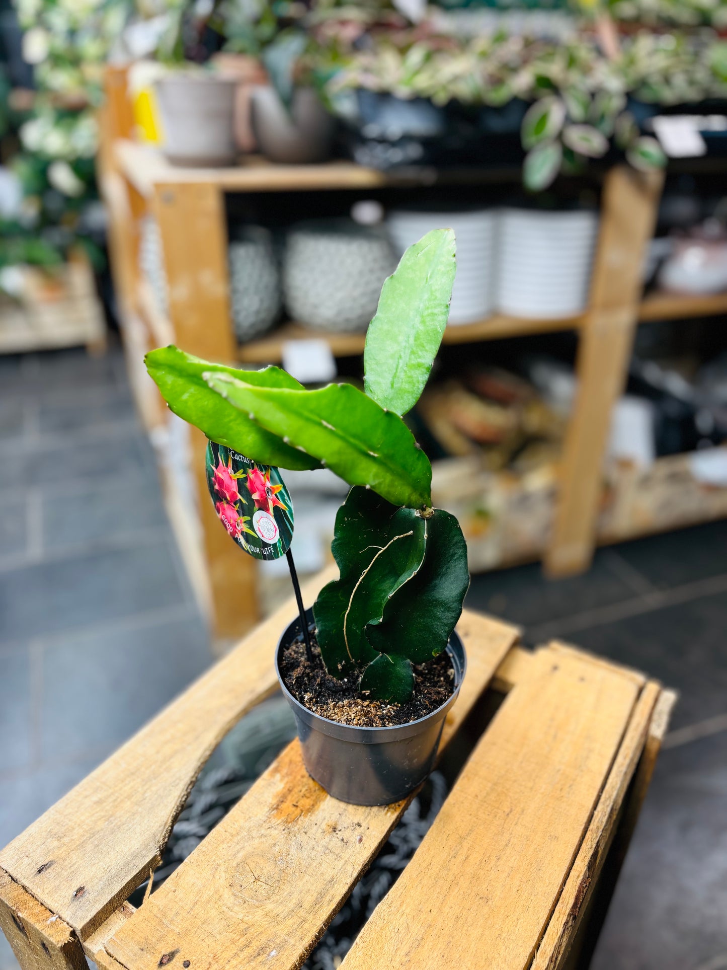 Hylocereus Undatus - Dragon Fruit