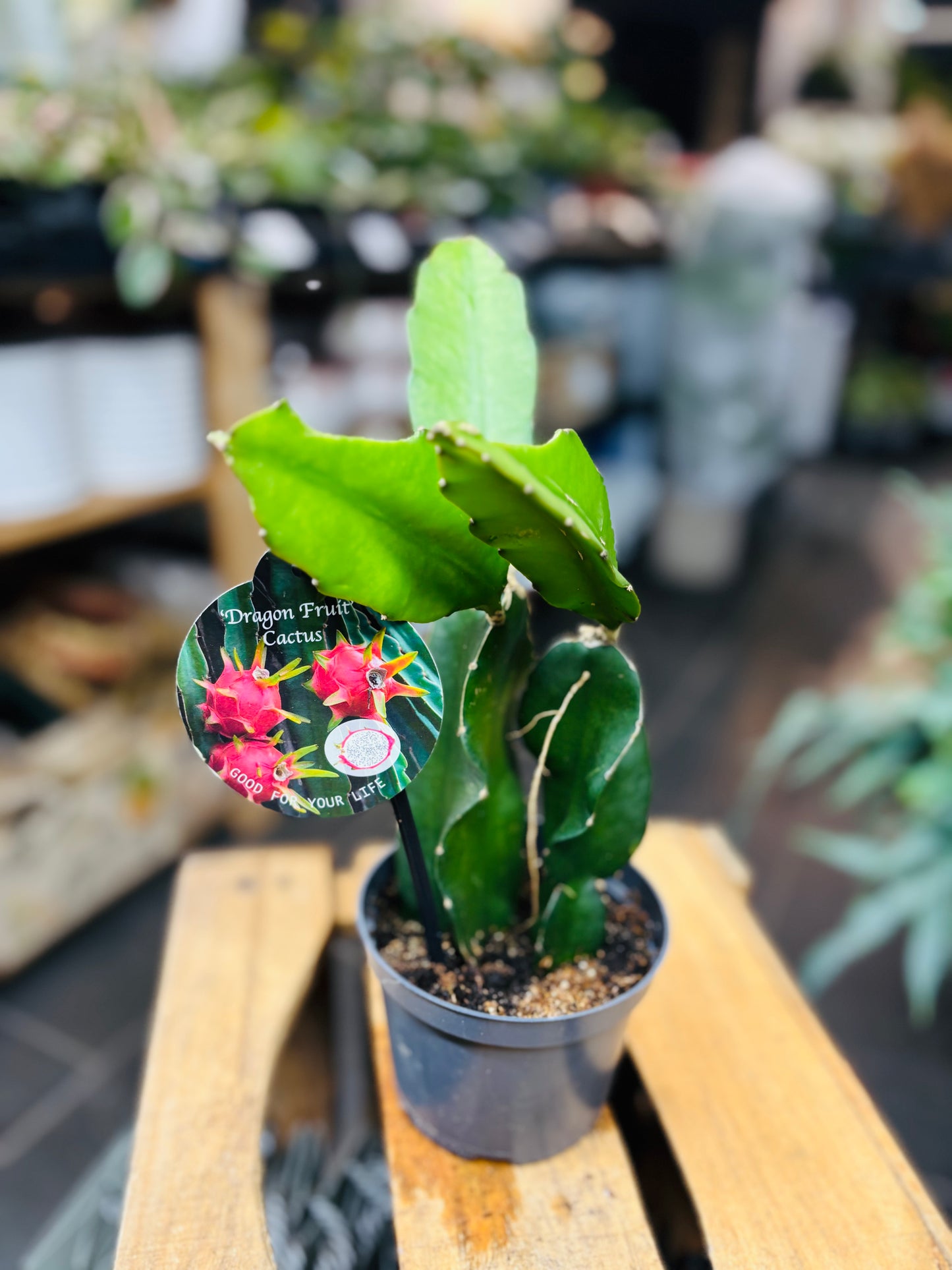 Hylocereus Undatus - Dragon Fruit