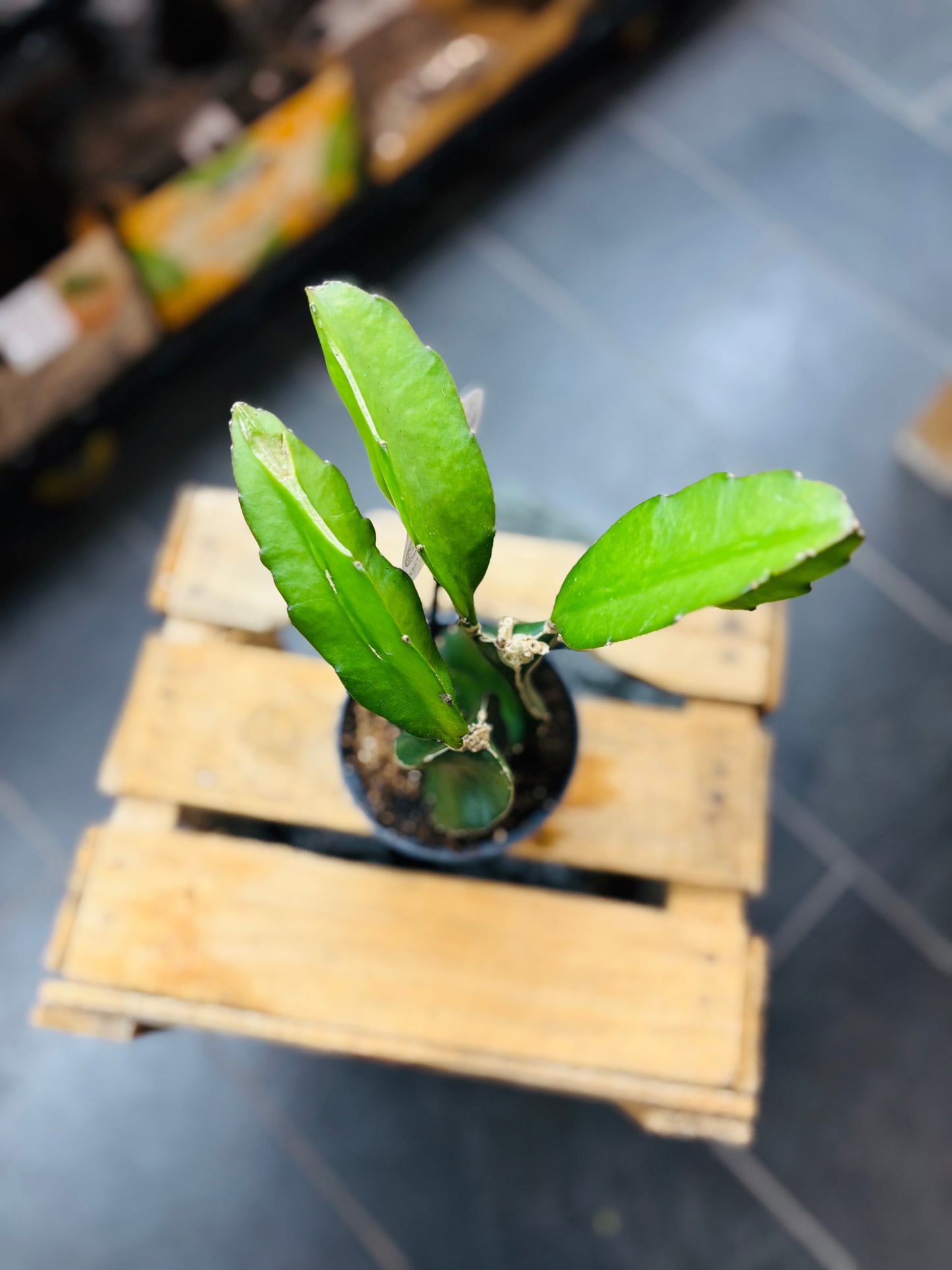 Hylocereus Undatus - Dragon Fruit