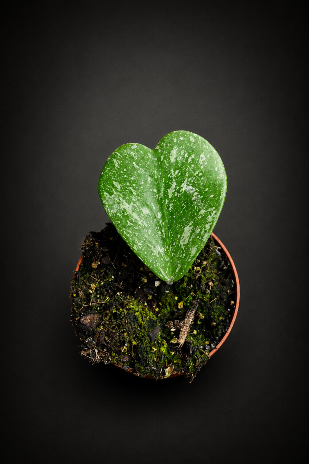 Hoya Kerrii Splash