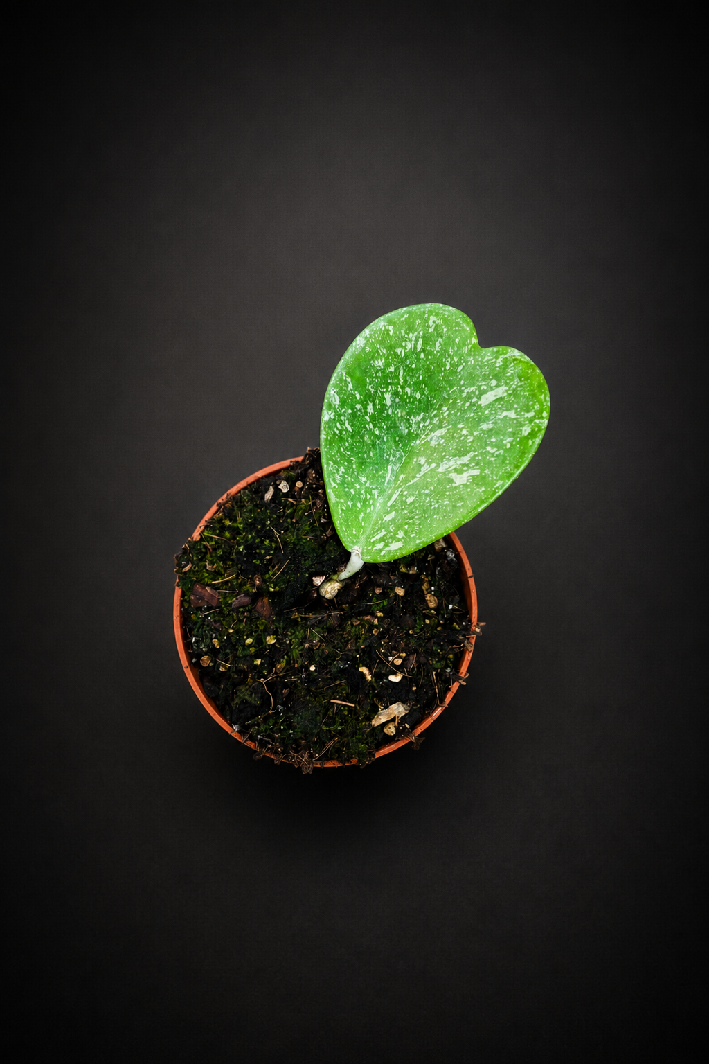 Hoya Kerrii Splash