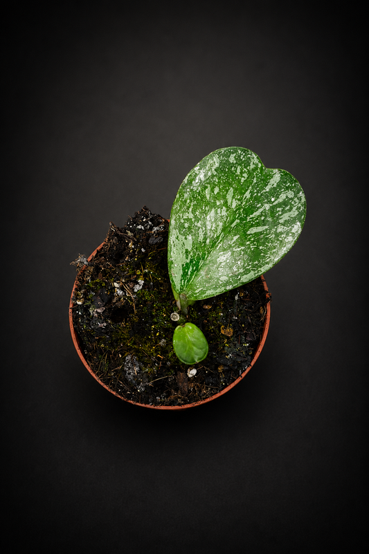 Hoya Kerrii Splash