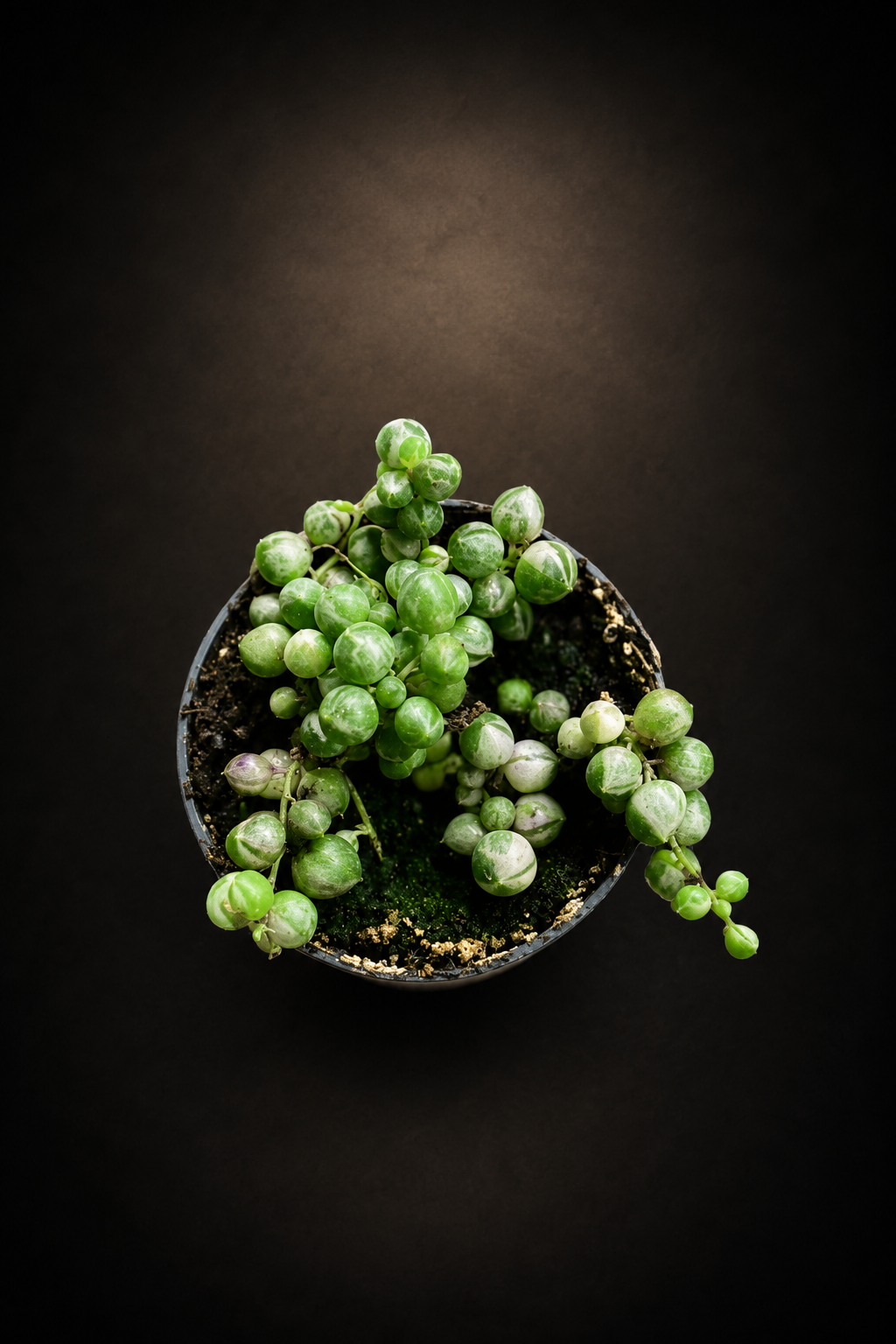 Senecio Rowleyanus Variegata - " String of Pearls"
