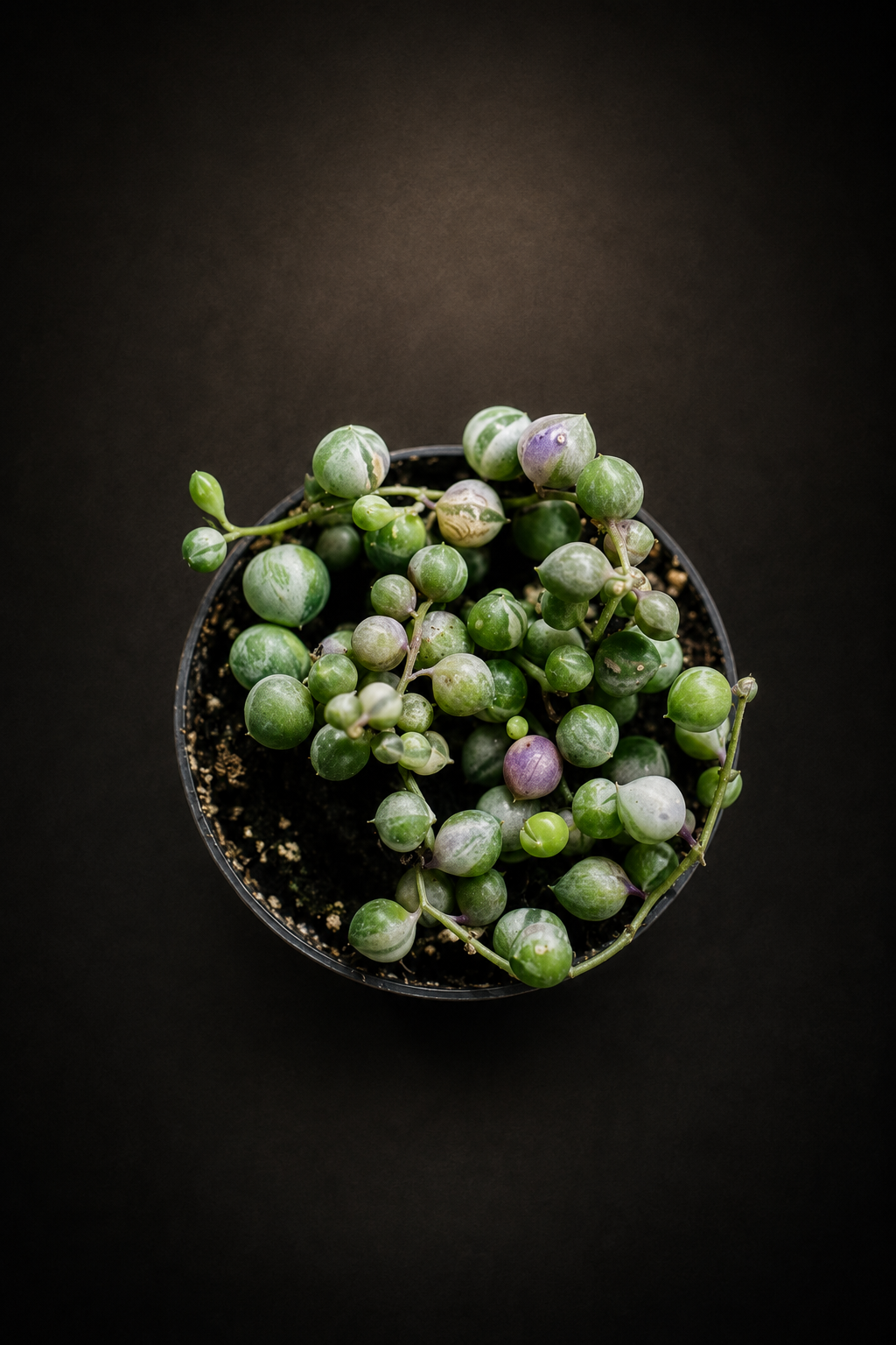 Senecio Rowleyanus Variegata - " String of Pearls"