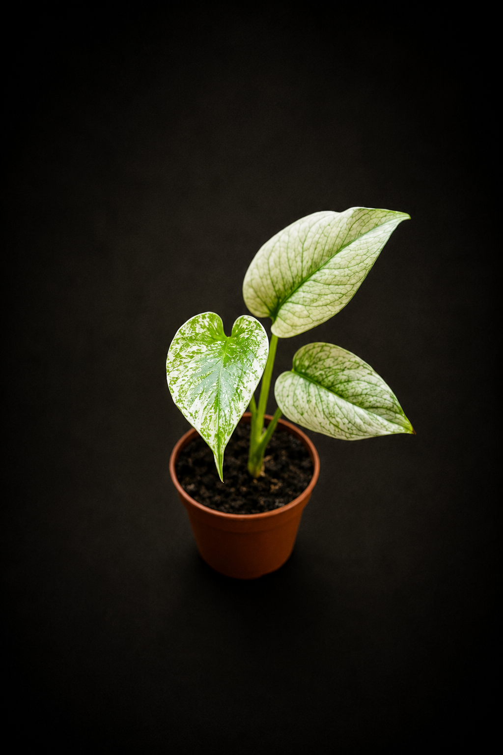 Monstera Mint