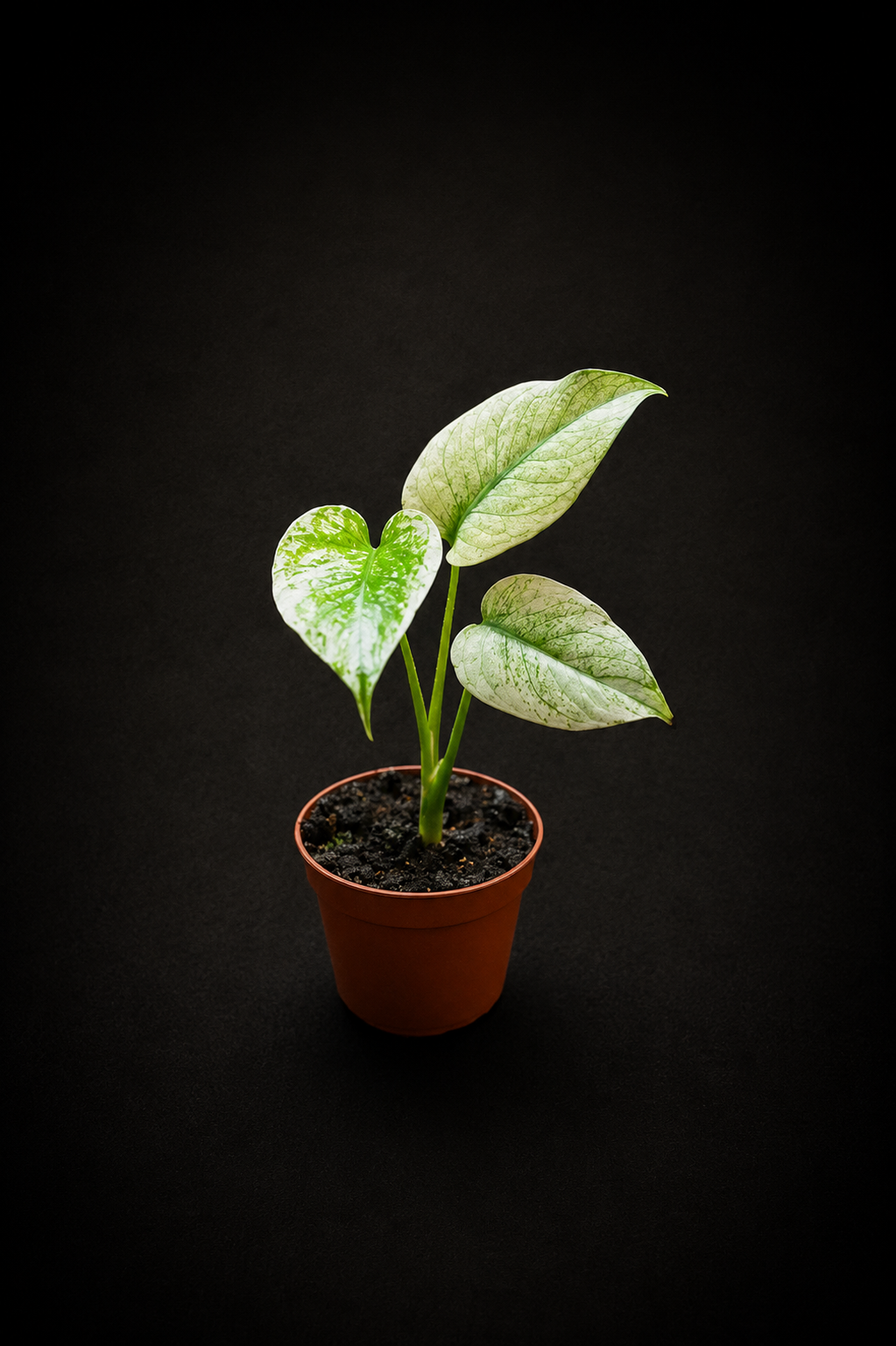 Monstera Mint