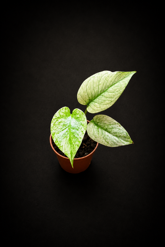 Monstera Mint
