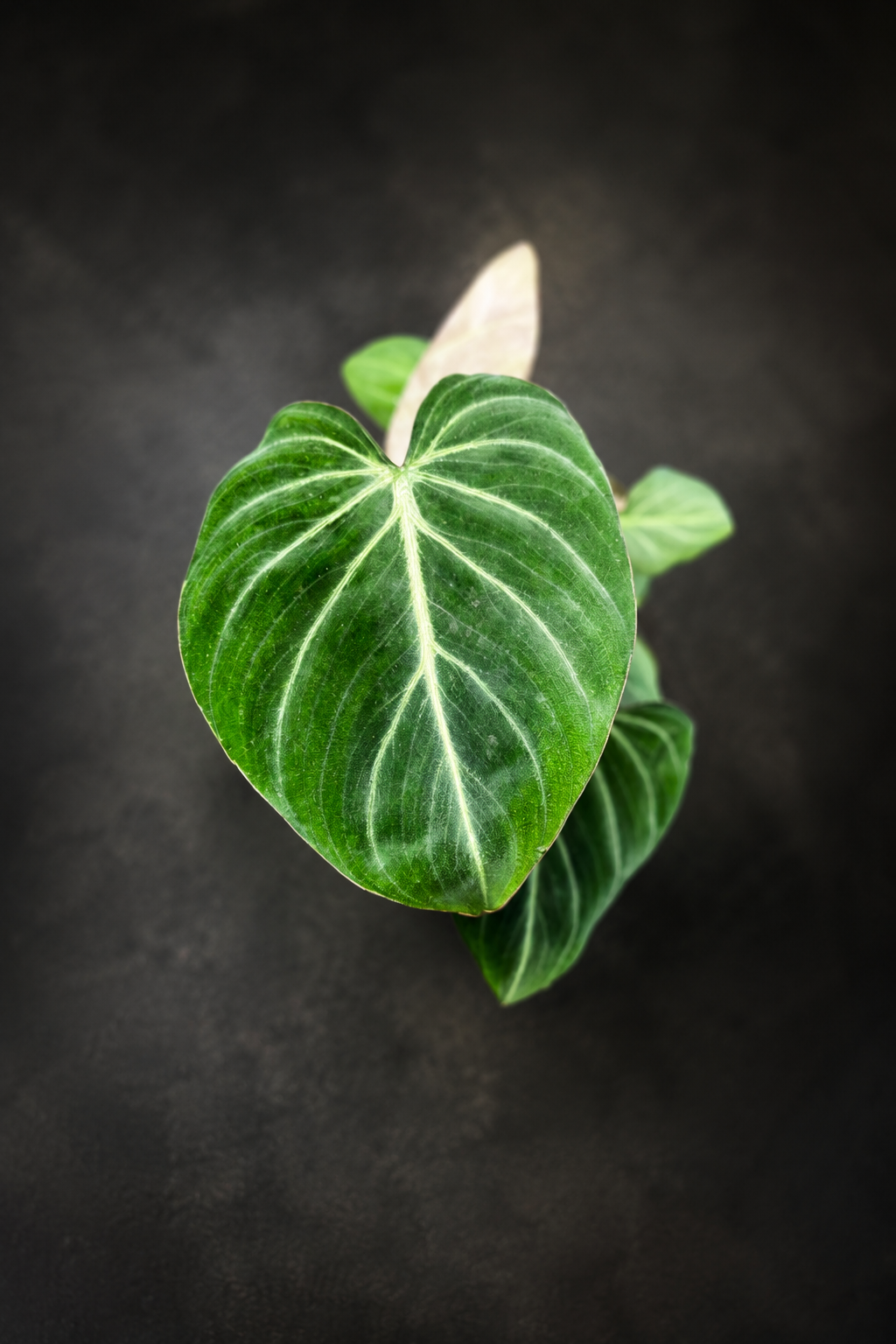 Philodendron Gloriosum Zebra