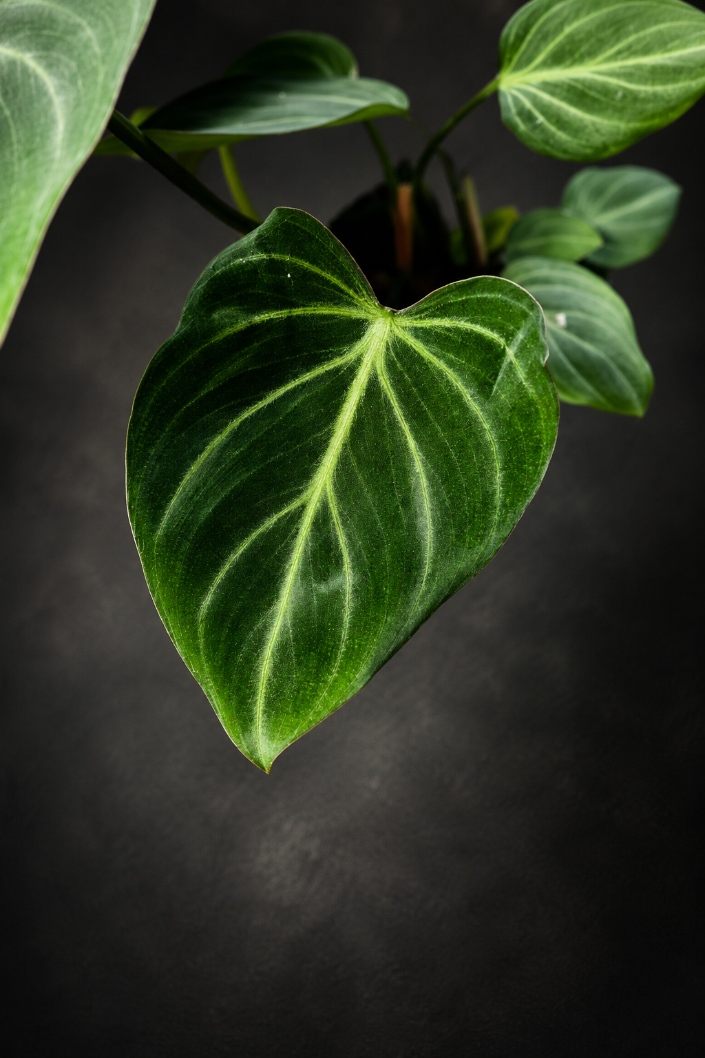 Philodendron Gloriosum Zebra