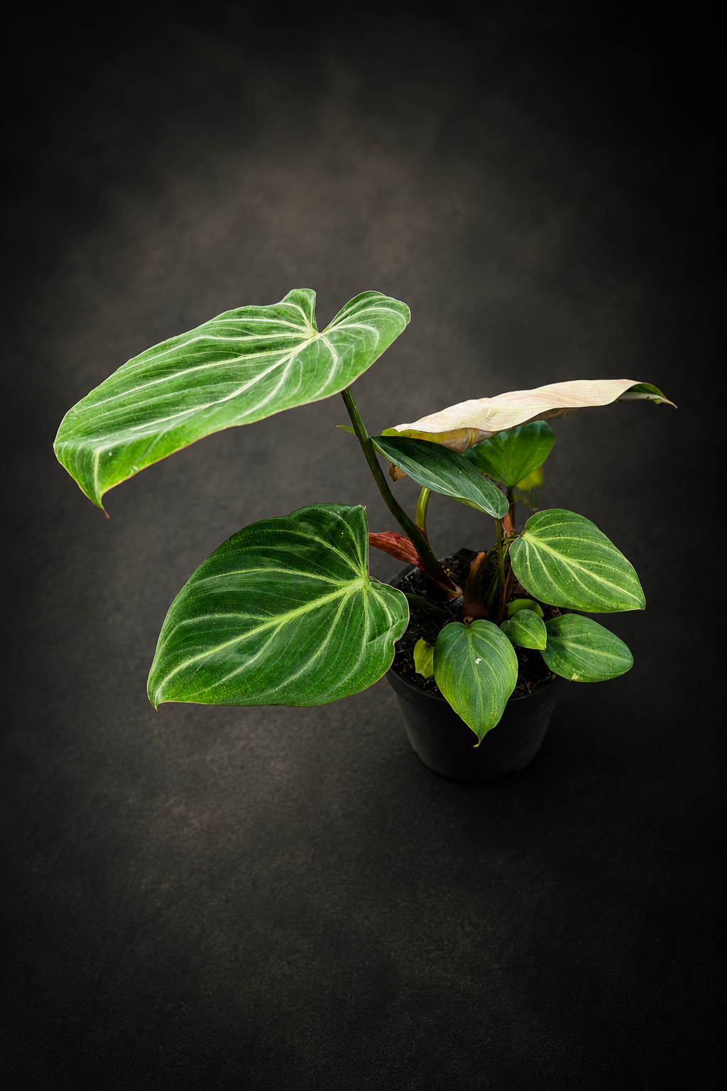 Philodendron Gloriosum Zebra