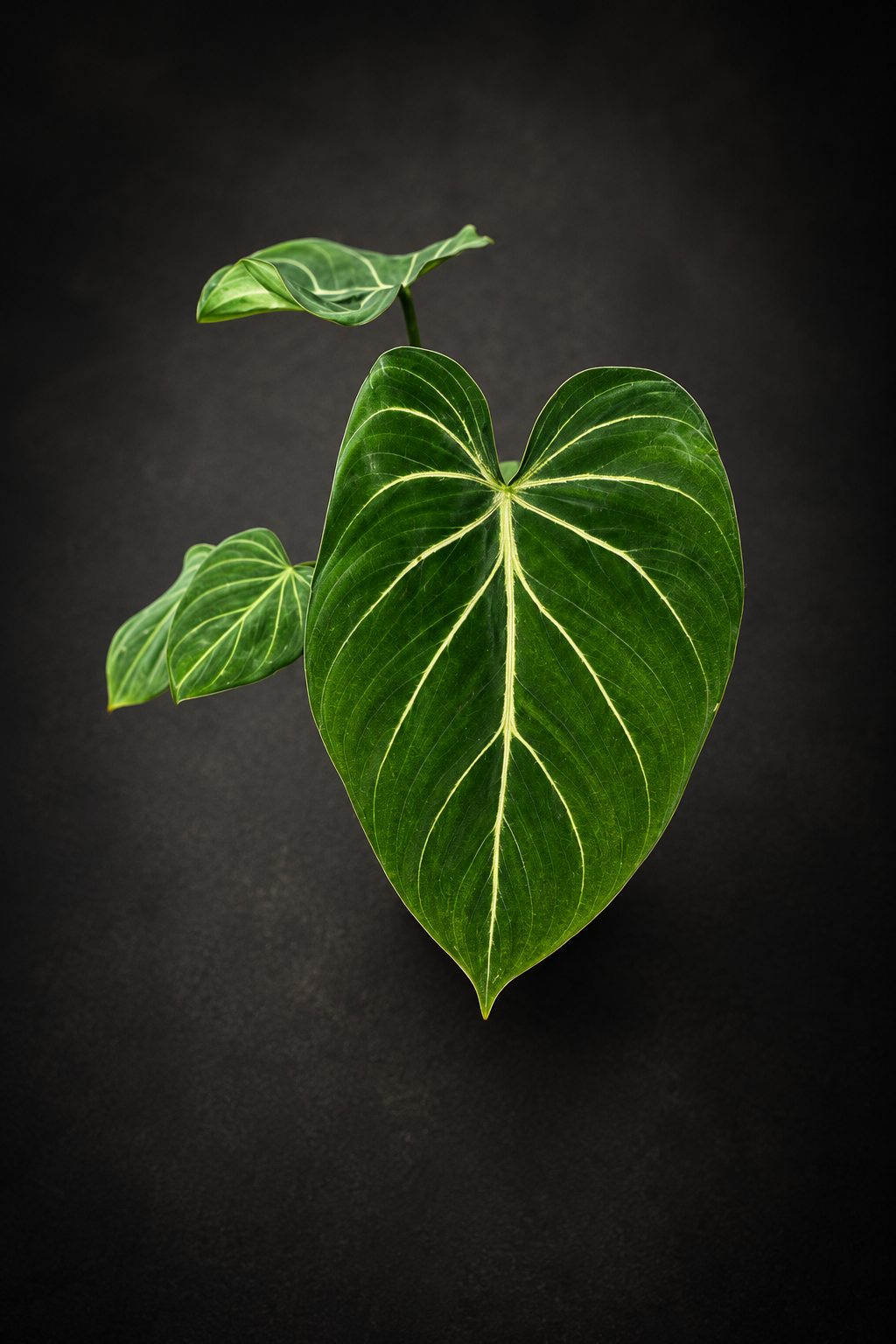 Philodendron Gloriosum Zebra
