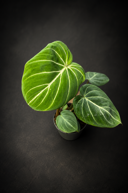 Philodendron Gloriosum Zebra