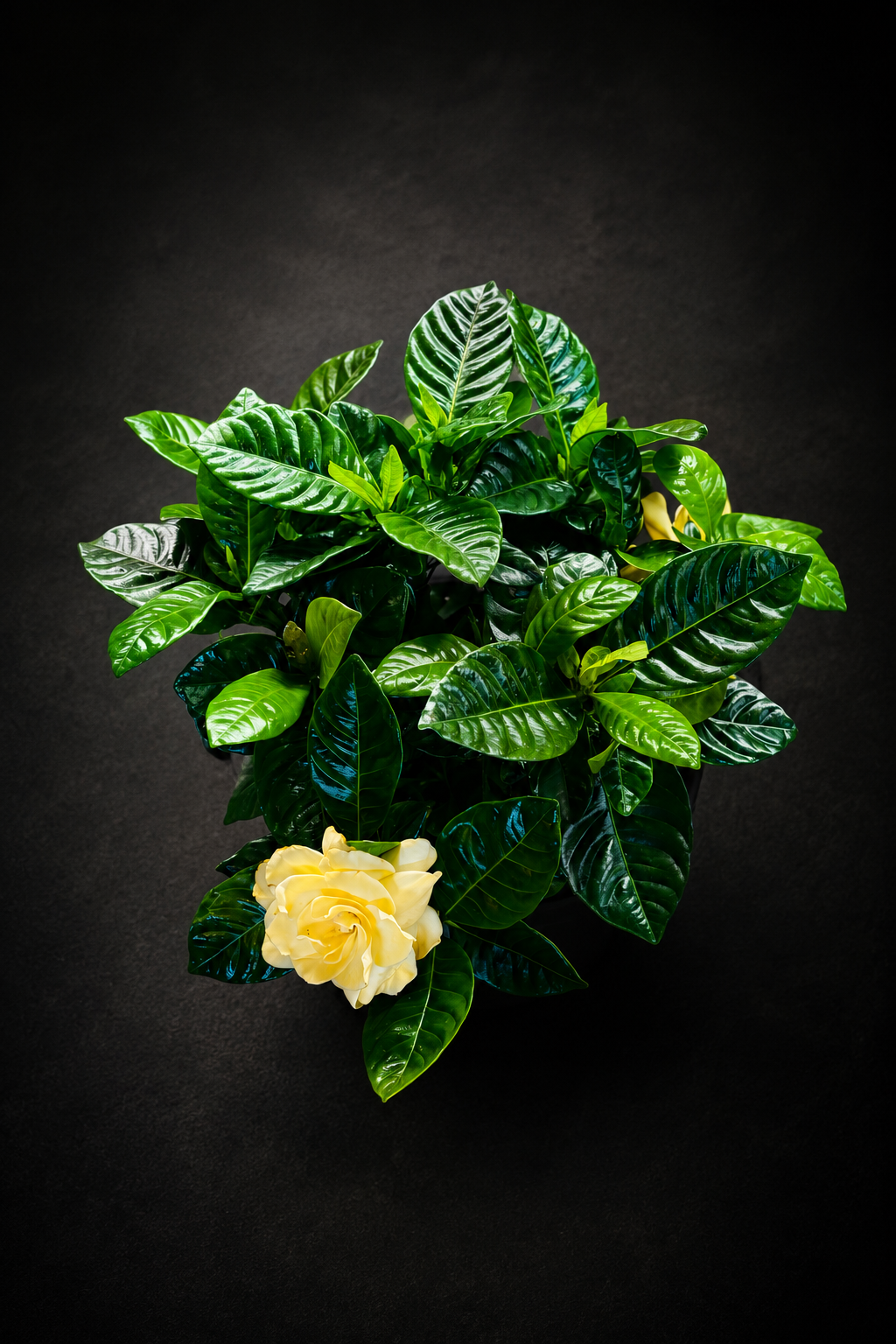 Gardenia Jasminoides