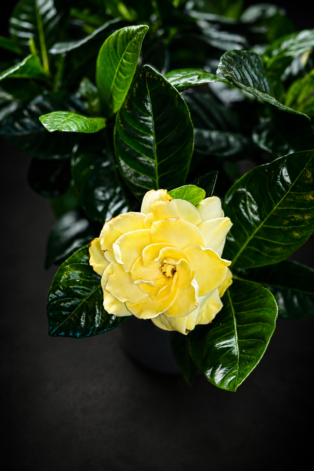 Gardenia Jasminoides